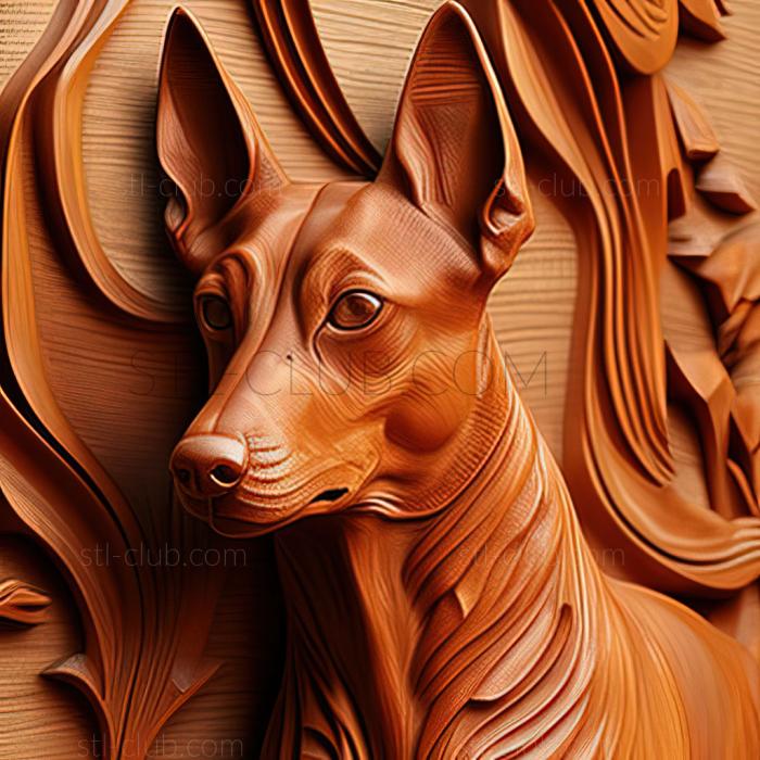 st Austrian Pinscher dog